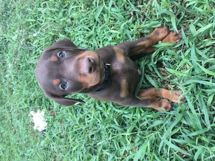 Doberman Pinscher Puppy for sale in SAN ANTONIO, TX, USA