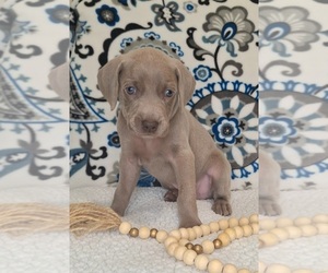 Medium Weimaraner