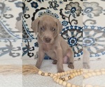 Puppy 4 Weimaraner