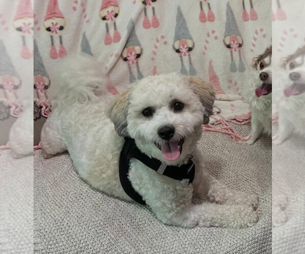 Medium Photo #5 Zuchon Puppy For Sale in Gibbstown, NJ, USA