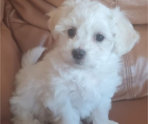 Medium Photo #11 Bichon Frise Puppy For Sale in JURUPA VALLEY, CA, USA