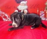 Small Photo #23 American Pit Bull Terrier Puppy For Sale in TRENTON, NJ, USA