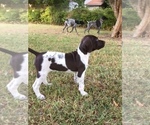Small Photo #6 German Shorthaired Pointer Puppy For Sale in AUSTIN, TX, USA