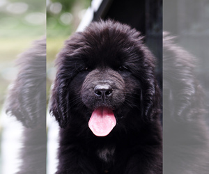 Newfoundland Puppy for Sale in HENDERSONVILLE, North Carolina USA