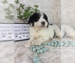 Small #2 Bernedoodle (Miniature)
