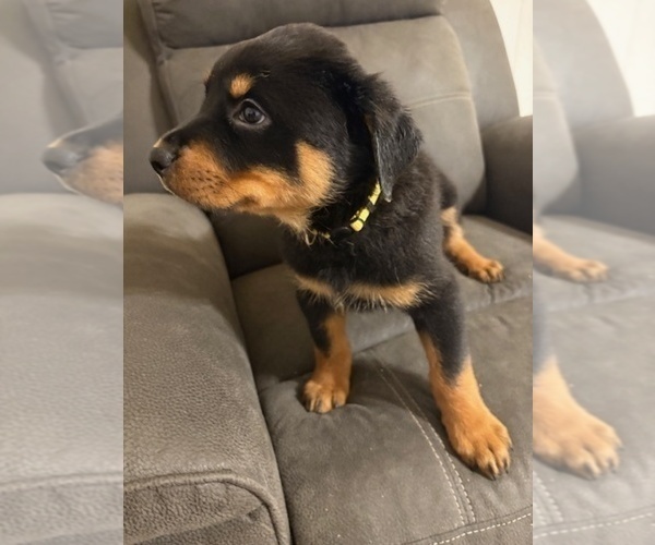 Medium Photo #5 Rottweiler Puppy For Sale in BEAUMONT, TX, USA