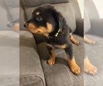 Small #4 Rottweiler
