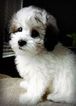Small Photo #1 Poodle (Miniature) Puppy For Sale in HOUSTON, TX, USA
