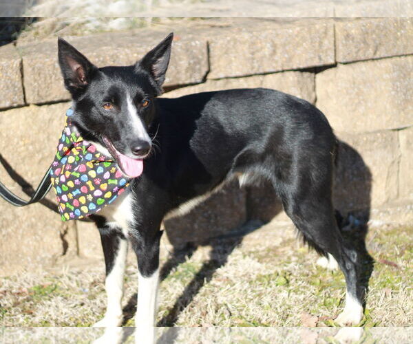Medium Photo #2 Border Collie Puppy For Sale in Cookeville, TN, USA