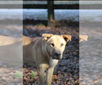 Small #4 Chinese Shar-Pei-Labrador Retriever Mix