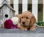 Small #2 Golden Retriever