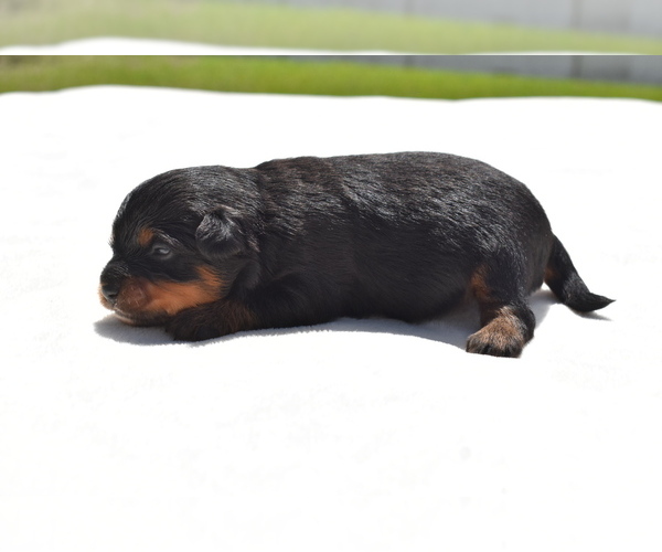 Medium Photo #5 Miniature Australian Shepherd Puppy For Sale in PALM COAST, FL, USA