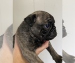 Puppy 1 Pug
