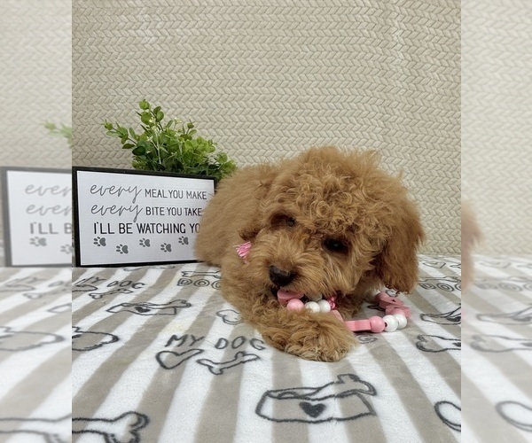 Medium Photo #4 Goldendoodle mix (+ Poodle Miniature) Puppy For Sale in INDIANAPOLIS, IN, USA