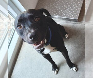 Labrador Retriever-Unknown Mix Dogs for adoption in Tavares, FL, USA