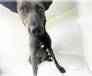 Doberman Pinscher-Unknown Mix Dogs for adoption in Houston, TX, USA