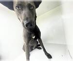 Small Doberman Pinscher Mix