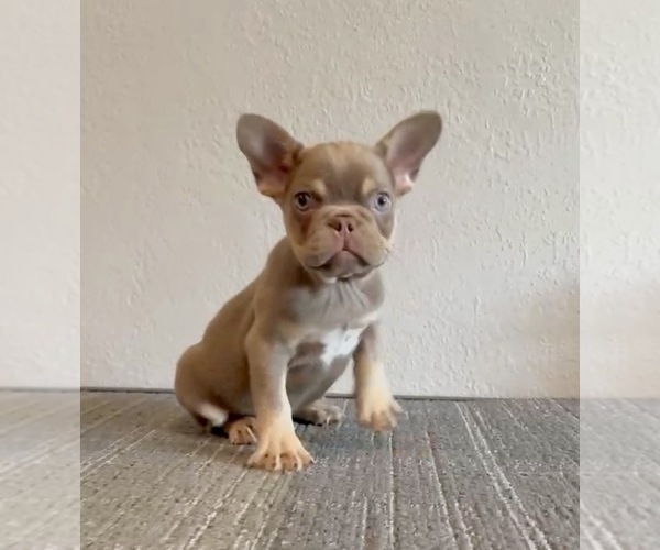Medium Photo #8 French Bulldog Puppy For Sale in CHARLOTTE, NC, USA