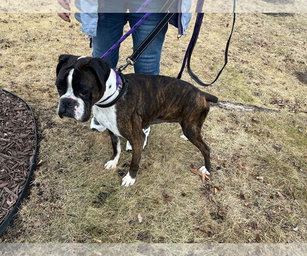 Medium Photo #9 Boxer Puppy For Sale in Burnsville, MN, USA