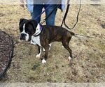 Small #8 Boxer
