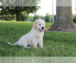 Small Photo #5 English Cream Golden Retriever Puppy For Sale in GOSHEN, IN, USA