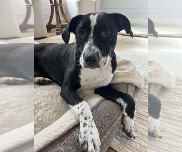 Medium Photo #13 Mutt Puppy For Sale in Candler, NC, USA