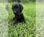 Puppy Hazel Labrador Retriever