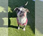 Small #1 American Pit Bull Terrier Mix