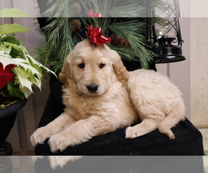 Golden Retriever Puppy for sale in SHILOH, OH, USA