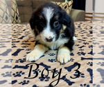 Small #5 Miniature Australian Shepherd