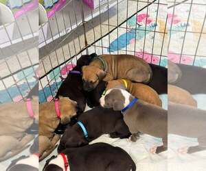 Raina - stormie litter - Female American Staffordshire Terrier-Unknown Mix Dog for Adoption - Photo #12