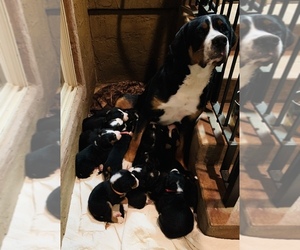 Mother of the Greater Swiss Mountain Dog puppies born on 03/22/2019