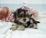 Small Photo #3 Morkie Puppy For Sale in HONEY BROOK, PA, USA