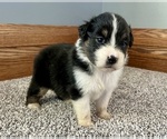 Small #4 Australian Shepherd
