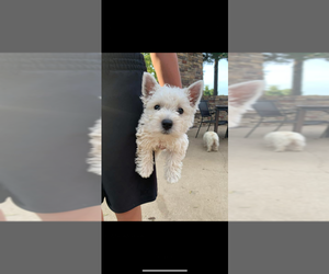 Mother of the West Highland White Terrier puppies born on 12/16/2025