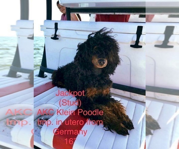 Medium Photo #1 Aussiedoodle Puppy For Sale in WILLIAMSBURG, IA, USA
