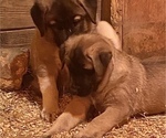 Small Photo #11 Anatolian Shepherd Puppy For Sale in LITTLE MEADOWS, PA, USA