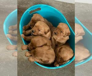 Golden Retriever Puppy for sale in PALM COAST, FL, USA