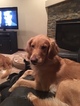 Small Photo #8 Golden Retriever Puppy For Sale in ARLINGTON, WA, USA