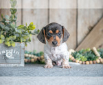 Small #2 Dachshund