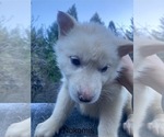 Puppy Puppy10 Nokomis Gerberian Shepsky