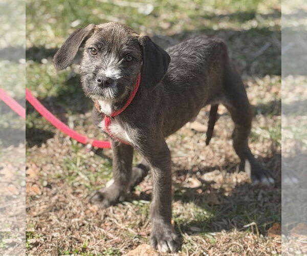 Medium Photo #3 Labrador Retriever-Unknown Mix Puppy For Sale in Yardley, PA, USA