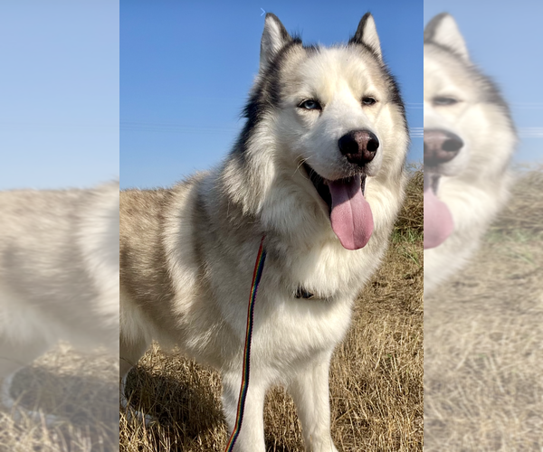 Medium Photo #1 Siberian Husky Puppy For Sale in Carrollton, TX, USA