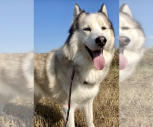 Siberian Husky Dogs for adoption in Carrollton, TX, USA