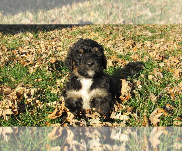 Medium Photo #5 Bernedoodle Puppy For Sale in BIG ROCK, IL, USA