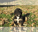 Small #4 Bernedoodle