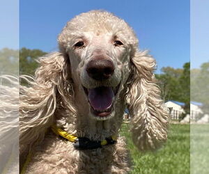 Poodle (Standard) Dogs for adoption in Pacolet, SC, USA