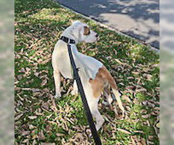 Medium Photo #8 American Bulldog-American Staffordshire Terrier Mix Puppy For Sale in Huntley, IL, USA