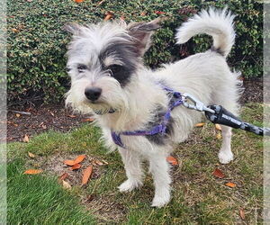 Jack Russell Terrier-Unknown Mix Dogs for adoption in Missouri City, TX, USA