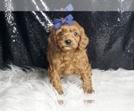 Small Photo #5 Cavapoo (Miniature) Puppy For Sale in WARSAW, IN, USA